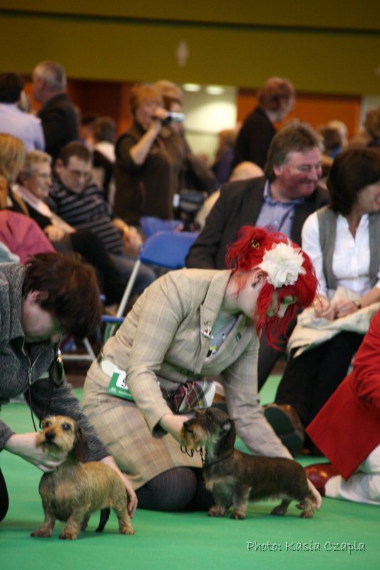 Crufts2010 803.jpg